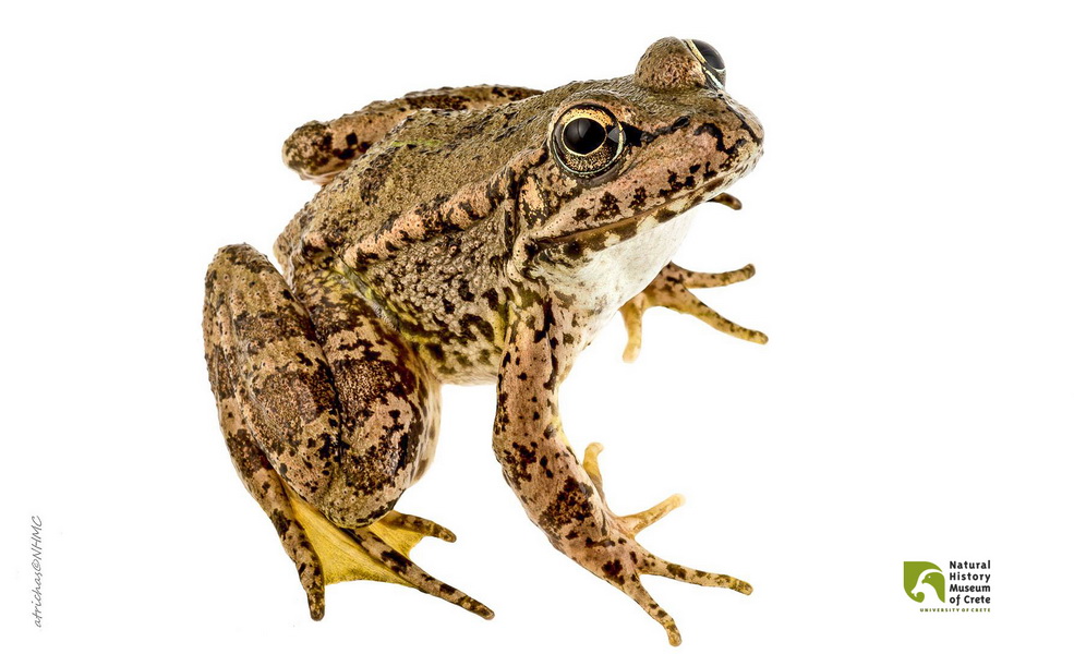 Pelophylax cretensis